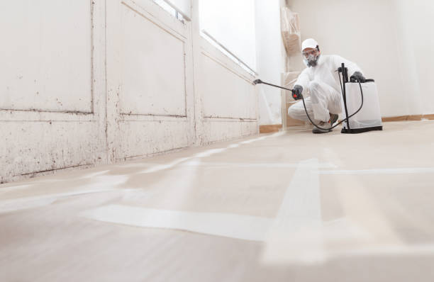 Black mold remediation team in Sewaren