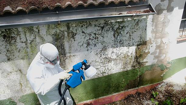 Mold Removal service in Sewaren